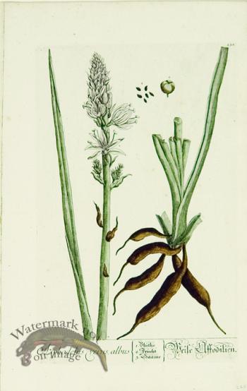 Blackwell German 007